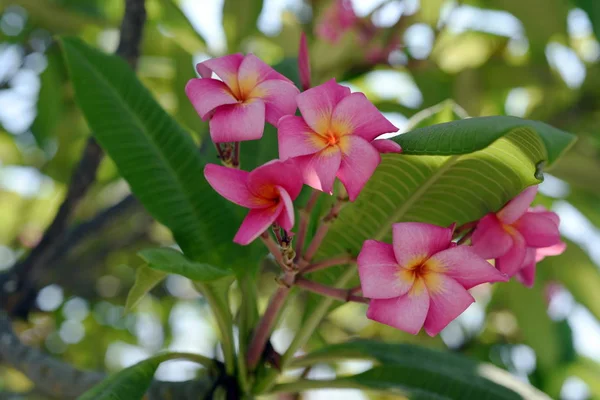 Kolorowe Kwiaty Ogrodzie Kwitnący Kwiat Plumeria Piękne Kwiaty Ogrodzie Blooming — Zdjęcie stockowe