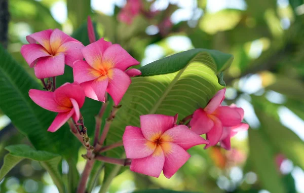 Beautiful Colorful Flowers Blooming Plumeria Flower Blooming Green Leaf Bright — Stock Photo, Image