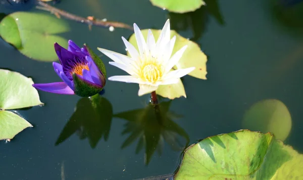 Lotus Flowers Green Leaves Beautiful Pool — Stock Photo, Image