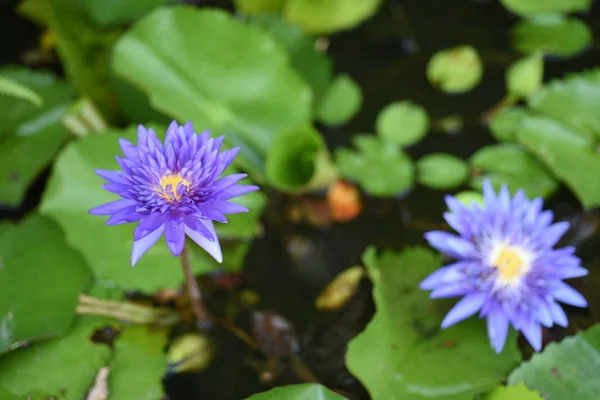 Lotus Flowers Green Leaves Beautiful Pool — Stock Photo, Image