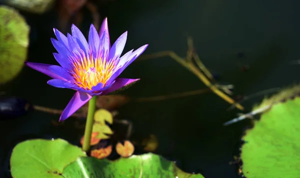 Lotus Flowers Green Leaves Beautiful Pool — Stock Photo, Image