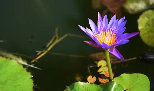 Lotus Flowers Green Leaves Beautiful Pool — Stock Photo, Image