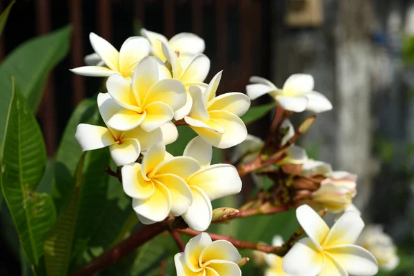 Fiori Colorati Giardino Fiori Plumeria Bellissimi Fiori Giardino Fioritura Estate — Foto Stock