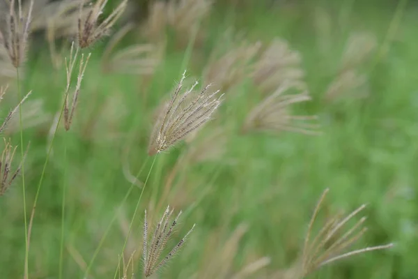 草の花 自然の中で美しい背景画像として使用 — ストック写真