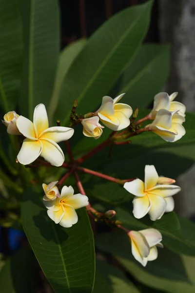 Färgglada Blommor Trädgården Plumeria Blomma Blommande Vackra Blommor Den Trädgård — Stockfoto