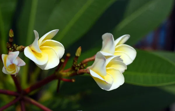 Colorful Flowers Garden Plumeria Flower Blooming Beautiful Flowers Garden Blooming — Stock Photo, Image