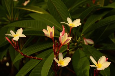 Açık havada büyüyen çiçeklerin kapağını kapatın.