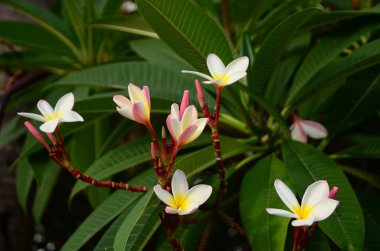 Açık havada büyüyen çiçeklerin kapağını kapatın.