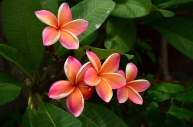 Açık havada büyüyen çiçeklerin kapağını kapatın.