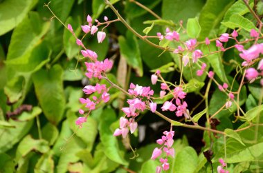 Açık havada büyüyen çiçeklerin kapağını kapatın.