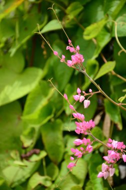 Açık havada büyüyen çiçeklerin kapağını kapatın.