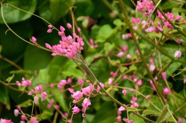 Açık havada büyüyen çiçeklerin kapağını kapatın.