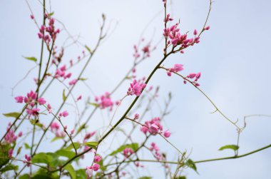 Açık havada büyüyen çiçeklerin kapağını kapatın.