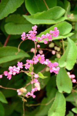 Açık havada büyüyen çiçeklerin kapağını kapatın.