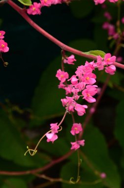 Açık havada büyüyen çiçeklerin kapağını kapatın.