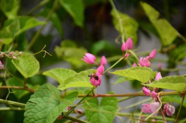 Açık havada büyüyen çiçeklerin kapağını kapatın.