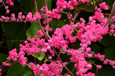 Açık havada büyüyen çiçeklerin kapağını kapatın.