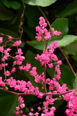 Açık havada büyüyen çiçeklerin kapağını kapatın.
