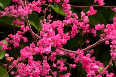 Açık havada büyüyen çiçeklerin kapağını kapatın.