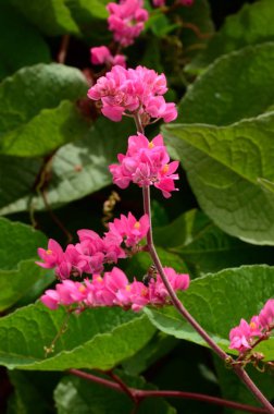Açık havada büyüyen çiçeklerin kapağını kapatın.
