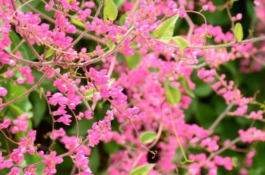 Açık havada büyüyen çiçeklerin kapağını kapatın.