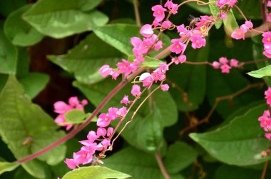 Açık havada büyüyen çiçeklerin kapağını kapatın.