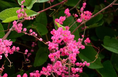 Açık havada büyüyen çiçeklerin kapağını kapatın.