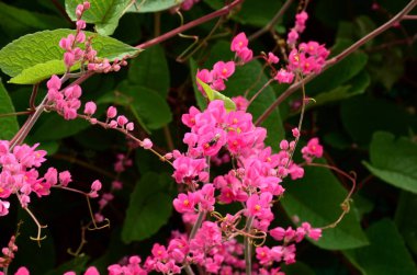 Açık havada büyüyen çiçeklerin kapağını kapatın.
