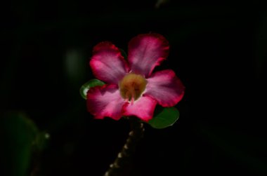 Açık havada büyüyen çiçeklerin kapağını kapatın.