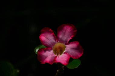 Açık havada büyüyen çiçeklerin kapağını kapatın.