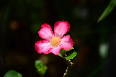 Açık havada büyüyen çiçeklerin kapağını kapatın.