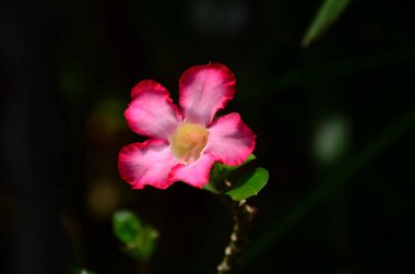 Açık havada büyüyen çiçeklerin kapağını kapatın.
