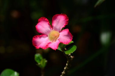 Açık havada büyüyen çiçeklerin kapağını kapatın.