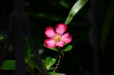 Açık havada büyüyen çiçeklerin kapağını kapatın.