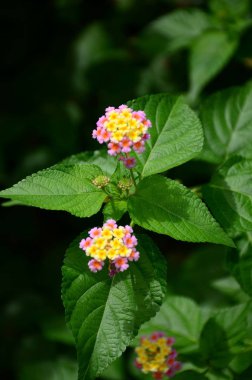Açık havada büyüyen çiçeklerin kapağını kapatın.