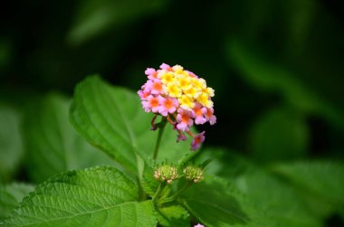 Açık havada büyüyen çiçeklerin kapağını kapatın.