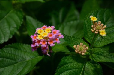 Açık havada büyüyen çiçeklerin kapağını kapatın.