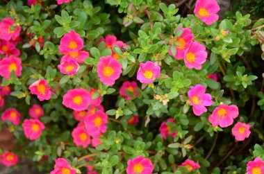 Açık havada büyüyen çiçeklerin kapağını kapatın.