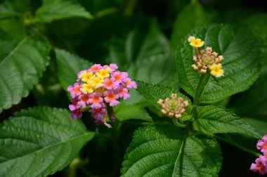 Açık havada büyüyen çiçeklerin kapağını kapatın.