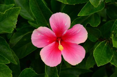 Açık havada büyüyen çiçeklerin kapağını kapatın.