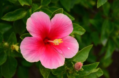 Açık havada büyüyen çiçeklerin kapağını kapatın.