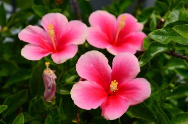 Açık havada büyüyen çiçeklerin kapağını kapatın.