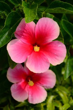 Açık havada büyüyen çiçeklerin kapağını kapatın.