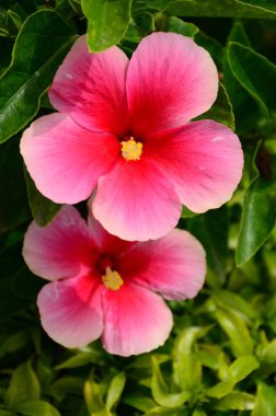 Açık havada büyüyen çiçeklerin kapağını kapatın.