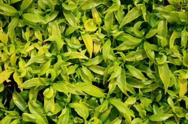 Yeşillik yeşili yapraklar yakın.