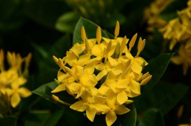 Açık havada büyüyen çiçeklerin kapağını kapatın.