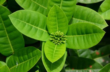 Açık havada büyüyen çiçeklerin kapağını kapatın.