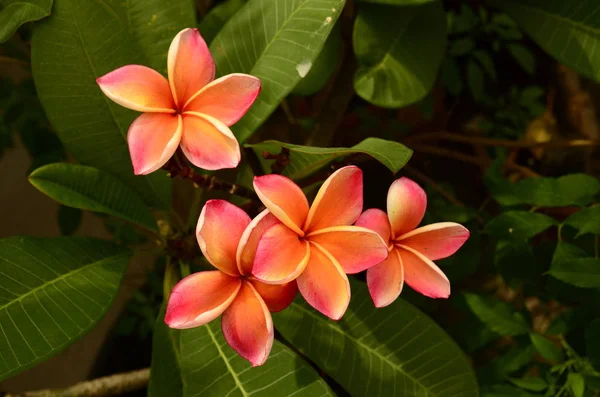 Close Flowers Growing Outdoors Daytime — Stock Photo, Image