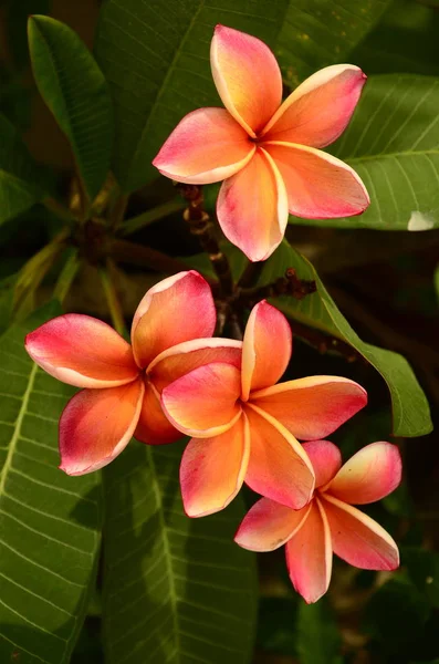 Close Flowers Growing Outdoors Daytime — ストック写真