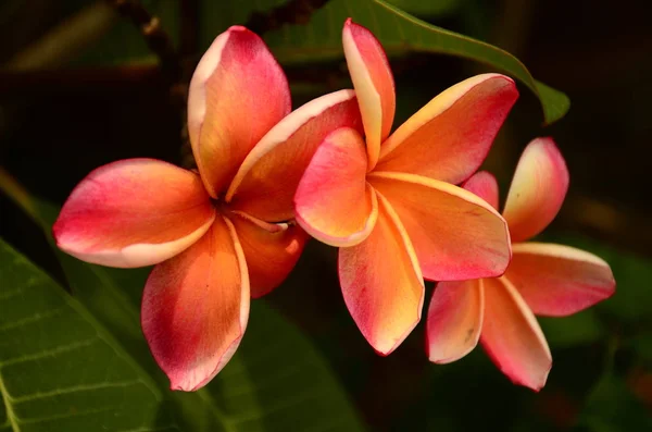 Nahaufnahme Von Blumen Die Tagsüber Freien Wachsen — Stockfoto